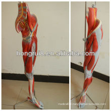 ISO Deluxe Anatomical Model of Leg Muscles With Main Vessels and Nerves